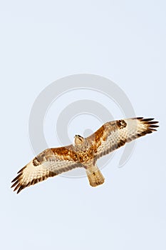 Steppebuizerd, Steppe Buzzard, Buteo buteo vulpinus