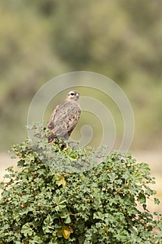 Steppebuizerd, Steppe Buzzard, Buteo buteo vulpinus