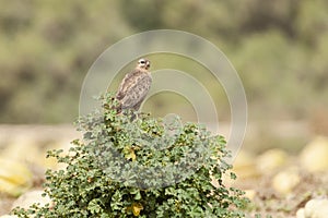 Steppebuizerd, Steppe Buzzard, Buteo buteo vulpinus