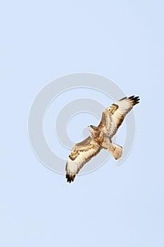 Steppebuizerd, Steppe Buzzard, Buteo buteo vulpinus