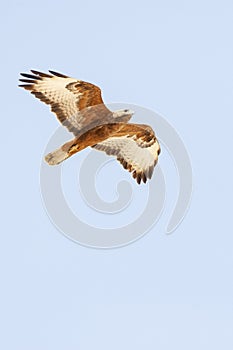 Steppebuizerd, Steppe Buzzard, Buteo buteo vulpinus photo