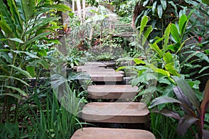 Stepped path through the Thai nature