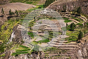 Stepped terraces in Colca Canyon in Peru