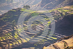 Stepped terraces with morning fog in Colca Canyon, Peru