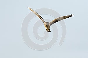 Steppekiekendief, Pallid Harrier, Circus macrourus