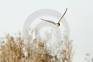 Steppekiekendief, Pallid Harrier, Circus macrourus