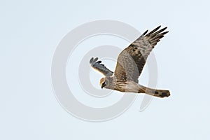 Steppekiekendief, Pallid Harrier, Circus macrourus photo