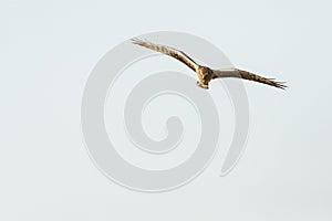 Steppekiekendief, Pallid Harrier, Circus macrourus