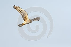 Steppekiekendief, Pallid Harrier, Circus macrourus