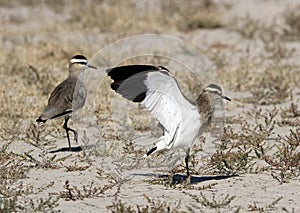 Steppekievit, Sociable Lapwing, Charadrius gregarius