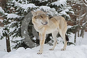 Steppen wolf