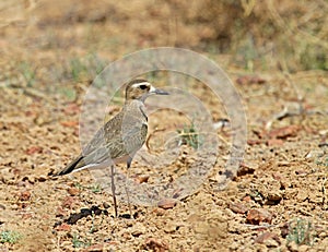 Steppeplevier, Oriental Plover, Charadrius veredus