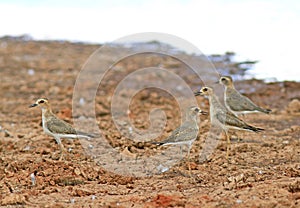 Steppeplevier, Oriental Plover, Charadrius veredus photo