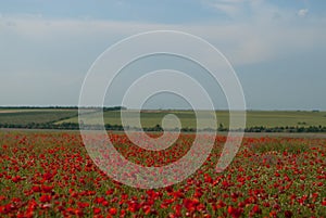 Steppes and fields of Ukraine