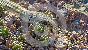 Steppes Ratsnake coluber