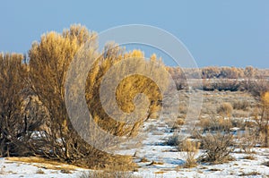 steppes winter. haloxylon