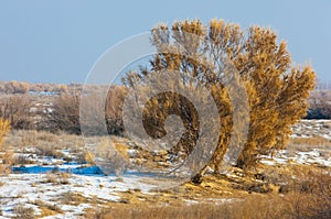 steppes winter. haloxylon