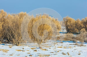 steppes winter. haloxylon