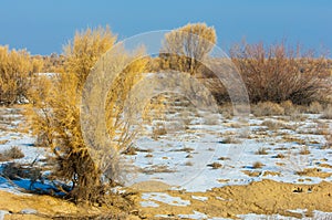 steppes winter. haloxylon