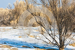 steppes winter. haloxylon