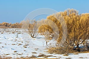 steppes winter. haloxylon