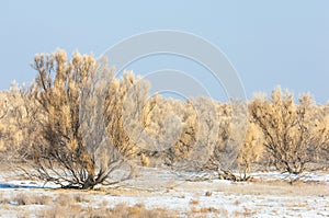 steppes winter. haloxylon