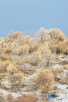 steppes winter. haloxylon