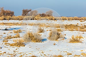 steppes winter. haloxylon