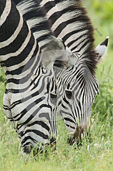 Steppezebra, Plains zebra, Equus quagga