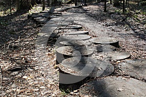 Stepping on autumn wooden stumps. Black and white