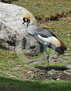 Stepping East African Crowned Crane Near a Rock