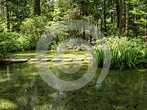 Stepping Stones across Pollen Covered Pond at Sarah P. Duke Gardens in Durham, North Carolina