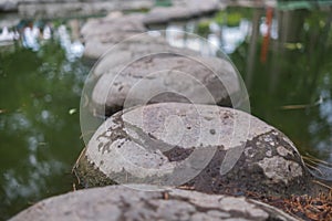 Stepping stones path on pond with greenish water