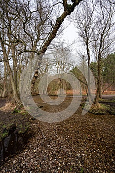 Stepping stones at Sherbrook valley, Cannock Chase, Staffordshire