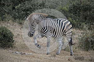 Stepping Zebra