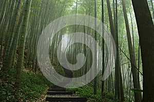 Steps in a bamboo forest