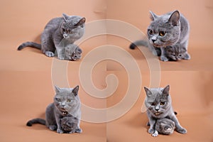 Steps in British Shorthair blue kittens life, Four screens