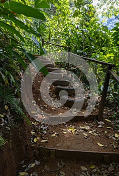 Steps on a dirt path through a rainforest in Costa Rica