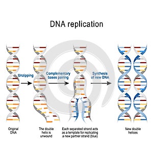 Steps of DNA replication