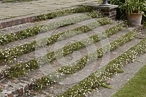 Steps in English country garden