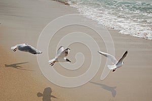 The steps of flying photo