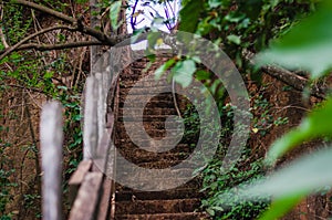 Steps in a forest leading up