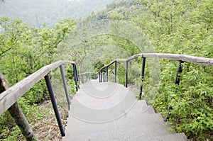 The Steps in the forest