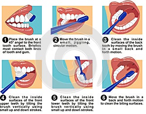 Steps of how to brush your teeth infographic diagram