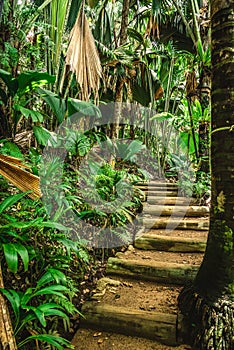 Steps in the jungle in Praslin island