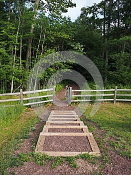 Steps Leading to Gate entrance to Dark and Mysterious Forest