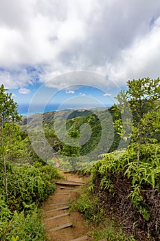 Steps through lush vegetation on Kiliouou Trail