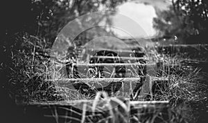 Steps in the nature country trail landscapes black and white background horizontal