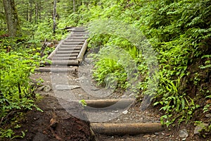 Steps on a path in woods.