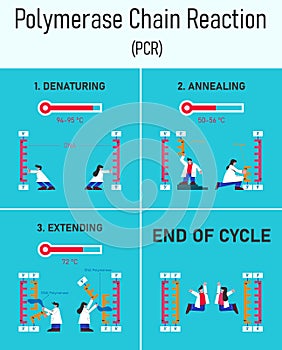 Stages of polymerase chain reaction infographic. photo